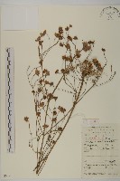 波斯菊、園庭金雞菊藏品圖，第1張