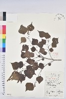 烏臼藏品圖，第1張