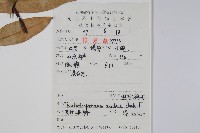 紫花絡石藏品圖，第2張