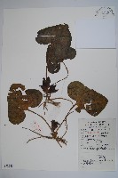 杜衡藏品圖，第1張