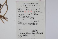 杜衡藏品圖，第2張