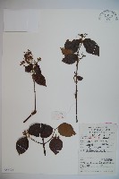 呂宋莢迷藏品圖，第1張