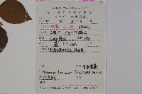 呂宋莢迷藏品圖，第2張