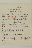 紫背草藏品圖，第2張