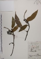 木荷藏品圖，第1張