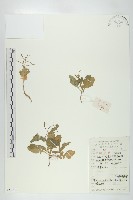 小葶藶藏品圖，第1張