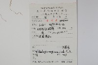 細葉蘭花參藏品圖，第2張