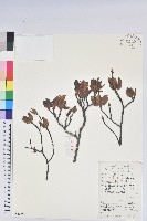 守城滿山紅、馬禮士杜鵑藏品圖，第1張