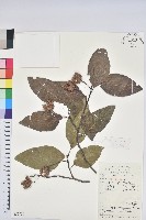 水青岡藏品圖，第1張