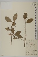 扶芳藤藏品圖，第1張