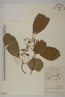 厚葉衛矛, 源一木藏品圖，第1張