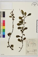 圓葉鼠李藏品圖，第1張