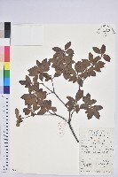 燈籠花藏品圖，第1張