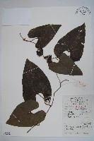 管花馬兜鈴藏品圖，第1張