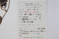 管花馬兜鈴藏品圖，第2張