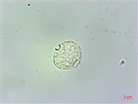 廬山樓梯草藏品圖，第2張