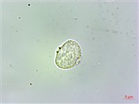 廬山樓梯草藏品圖，第3張