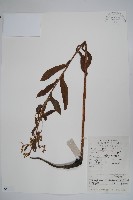 琉璃草藏品圖，第1張