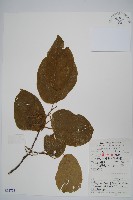 八角楓、瓜木藏品圖，第1張