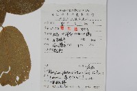 八角楓、瓜木藏品圖，第2張