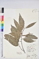 錐栗藏品圖，第1張
