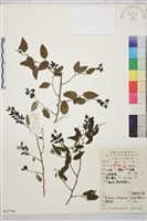 牯嶺勾兒菜, 臺灣黃鱔藤藏品圖，第1張