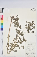 長圓葉大戟藏品圖，第1張