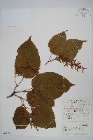 青榨槭藏品圖，第1張