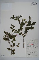 三花冬青藏品圖，第1張