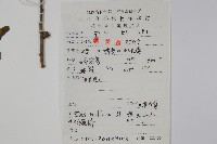 三花冬青藏品圖，第2張