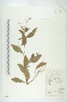 無瓣蔊菜藏品圖，第1張