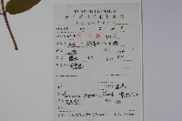 忍冬、金銀花藏品圖，第2張