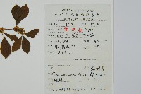 鼠李冬青、滿樹星藏品圖，第2張