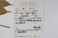 樟葉槭藏品圖，第2張