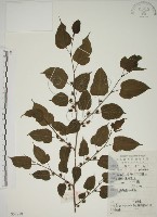 小桑樹藏品圖，第1張