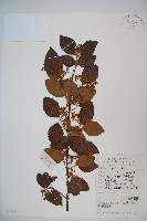 呂宋莢迷藏品圖，第1張