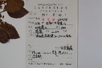 呂宋莢迷藏品圖，第2張