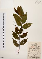 墨點櫻桃、黑星櫻藏品圖，第1張