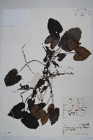 薄葉細辛、尾花細辛藏品圖，第1張