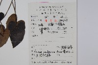 薄葉細辛、尾花細辛藏品圖，第2張