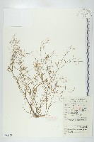 焊菜藏品圖，第1張