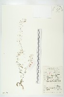 薺藏品圖，第1張