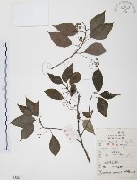 樟樹藏品圖，第1張