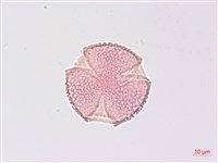 山香圓藏品圖，第1張