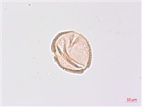 山香圓藏品圖，第2張