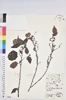 紅背山麻桿藏品圖，第1張