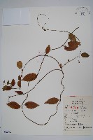 貴州娃兒藤藏品圖，第1張