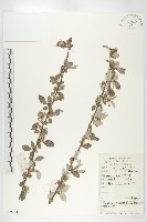 小葉胡頹子藏品圖，第1張