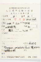 小葉胡頹子藏品圖，第2張