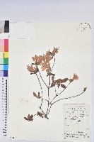 守城滿山紅、馬禮士杜鵑藏品圖，第1張